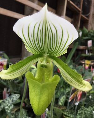 Paphiopedilum